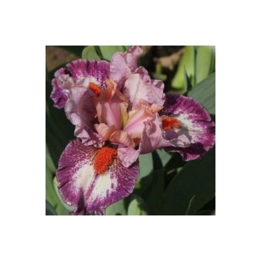 Iris pumila Choir