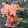 Iris pumila Clash