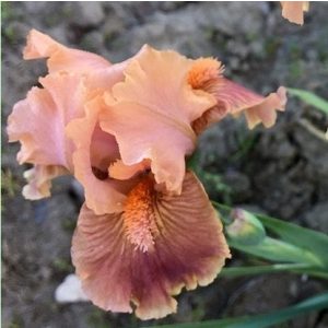 Iris pumila Clash