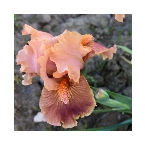 Iris pumila Clash