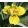 Iris pumila Cousin Carol