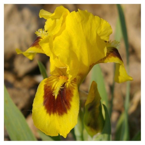 Iris pumila Curio