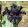 Iris pumila Dark Matter