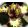Iris pumila Dazed