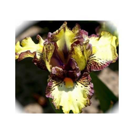 Iris pumila Dazed