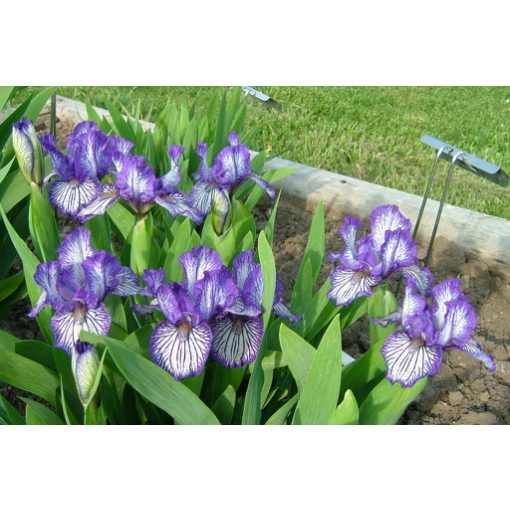 Iris pumila Force Field
