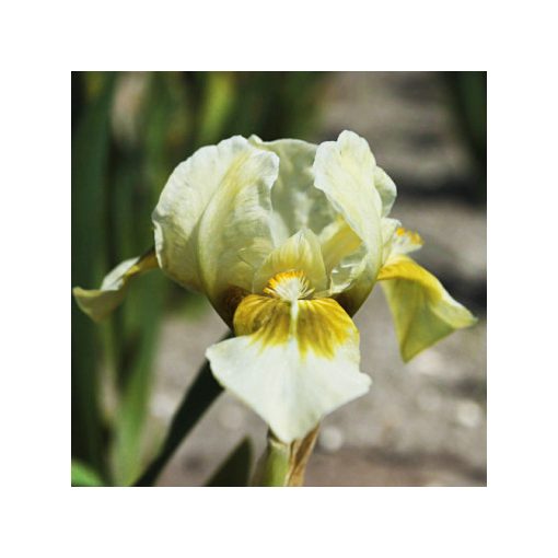 Iris pumila Forest Light