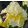 Iris pumila Fun In The Sun