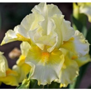 Iris pumila Fun In The Sun