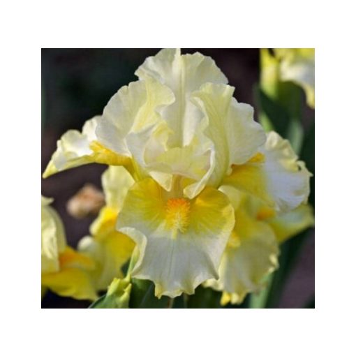 Iris pumila Fun In The Sun