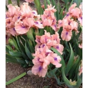 Iris pumila Gigglefit