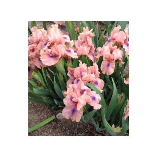 Iris pumila Gigglefit