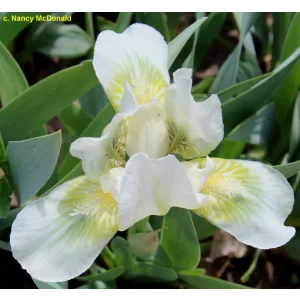 Iris pumila Green Spot
