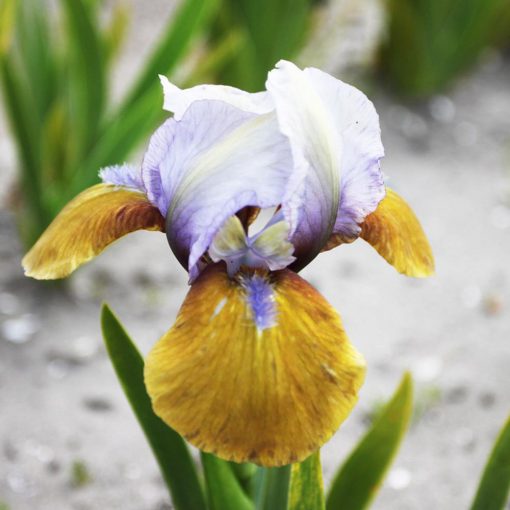 Iris pumila Hocus Pocus