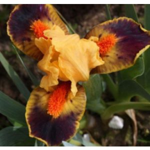 Iris pumila Hot Tip