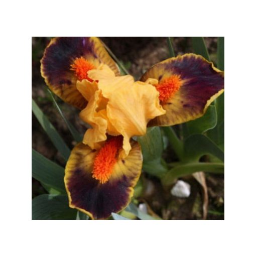 Iris pumila Hot Tip