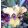 Iris pumila Hushpuppy
