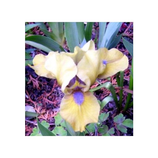 Iris pumila Hushpuppy