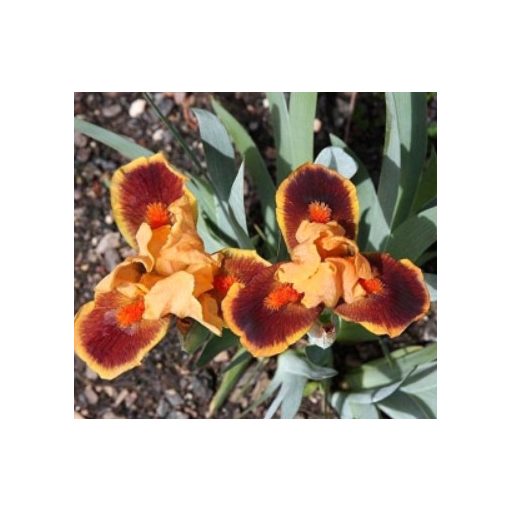 Iris pumila Icon