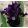 Iris pumila Ionic Bond