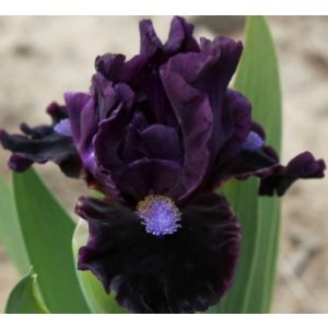 Iris pumila Ionic Bond
