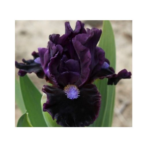 Iris pumila Ionic Bond