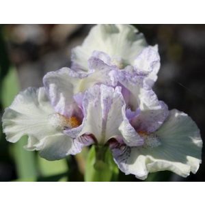 Iris pumila Joyous High