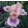 Iris pumila Kiwi Capers