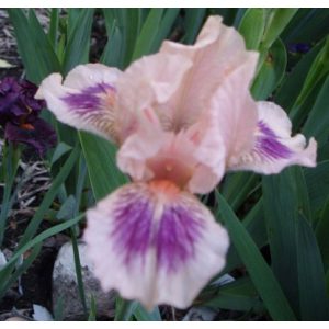 Iris pumila Kiwi Capers