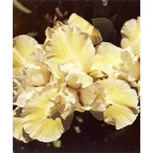 Iris pumila Lady of Nepal