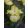 Iris pumila Lemon Freeze