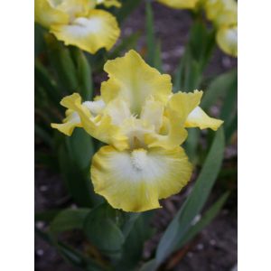 Iris pumila Lemon Freeze