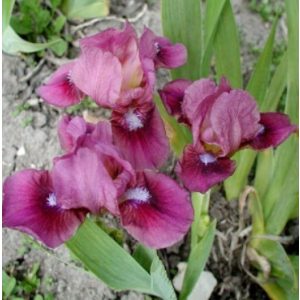 Iris pumila Libation