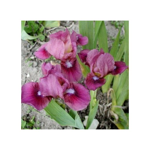 Iris pumila Libation