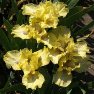 Iris pumila Little Leo