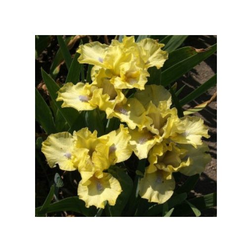 Iris pumila Little Leo