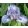 Iris pumila Little Steps