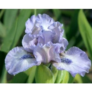Iris pumila Little Steps