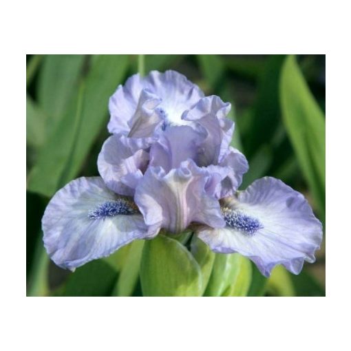 Iris pumila Little Steps