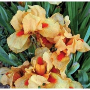 Iris pumila Orange Cordial