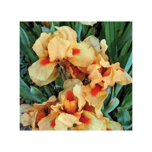 Iris pumila Orange Cordial