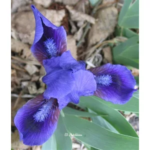 Iris pumila Pixie Pirate