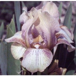 Iris pumila Pixie Trick