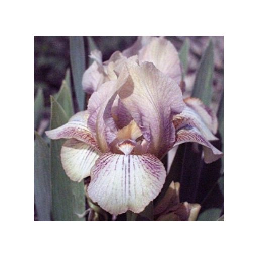 Iris pumila Pixie Trick