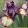 Iris pumila Swizzle Sticks
