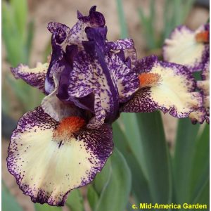 Iris pumila Swizzle Sticks