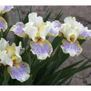 Iris pumila Twerk