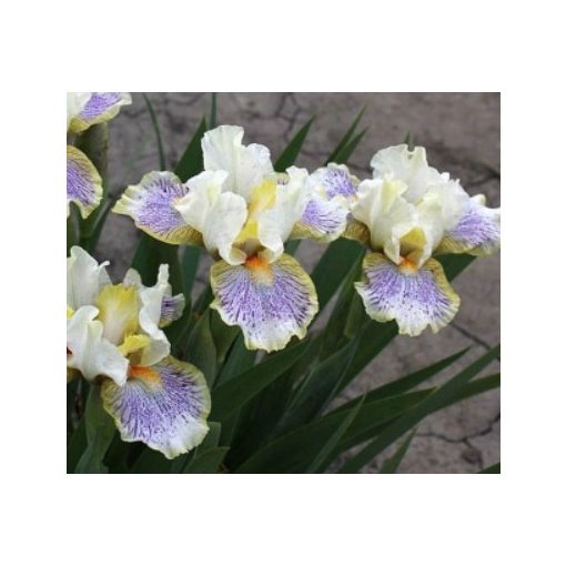 Iris pumila Twerk