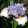 Iris pumila Unwritten