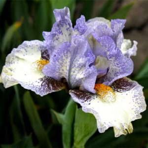 Iris pumila Unwritten